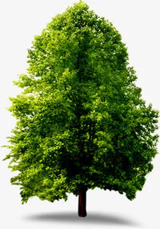 春天大树美景景色免抠