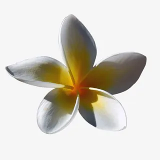 阳光照耀下的花朵免抠