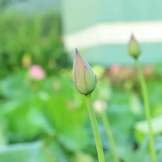 清新荷花背景高清