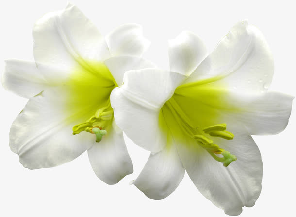 白色鲜花免抠