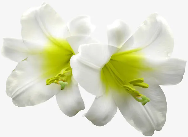 白色鲜花免抠