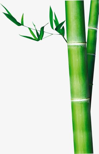 端午节竹子绿叶竹叶免抠
