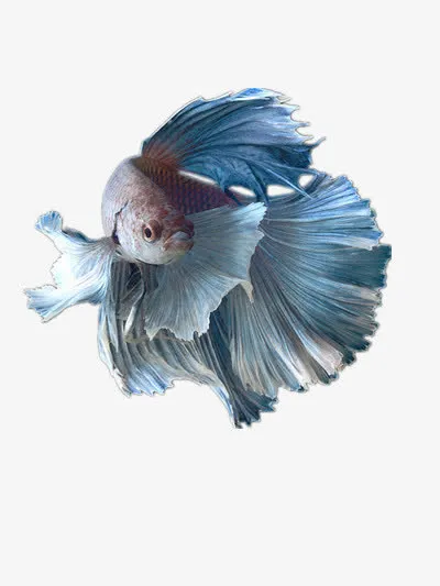 斗鱼免抠
