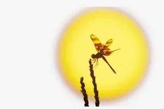 免抠素材枝头的蜻蜓免抠