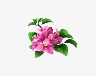 绿叶三角梅免抠