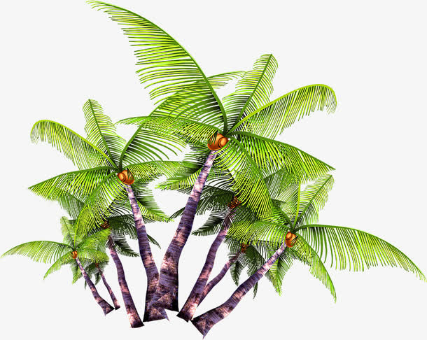 春天美丽植物椰林免抠