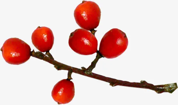 树枝红色果实免抠