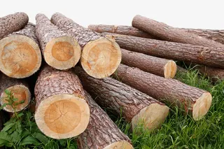 草地上的木头免抠