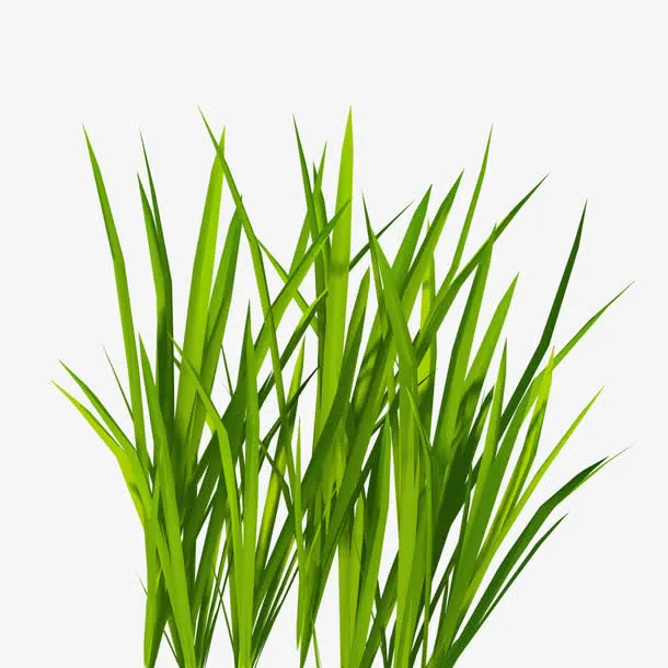 绿色青草植物免抠
