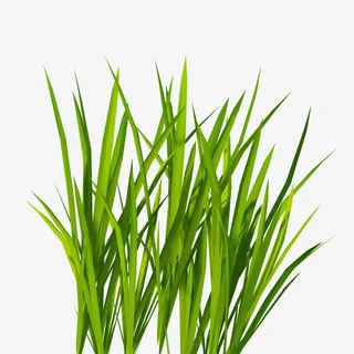 绿色青草植物免抠 绿色青草植物免抠
