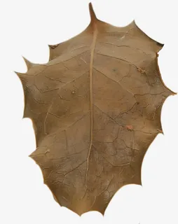 枯叶免抠