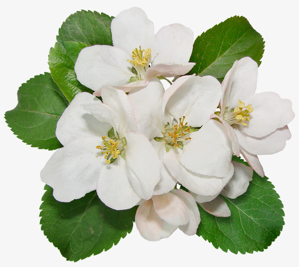 水彩花草创意花卉图片免抠