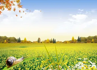 油菜花风景海报背景素材高清