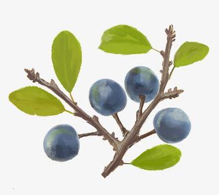 手绘水果树枝免抠