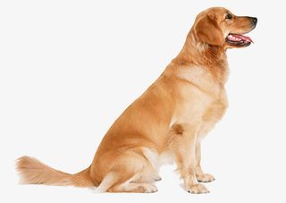 金毛狗狗侧面座免抠