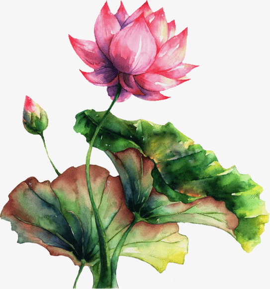 手绘花朵免抠