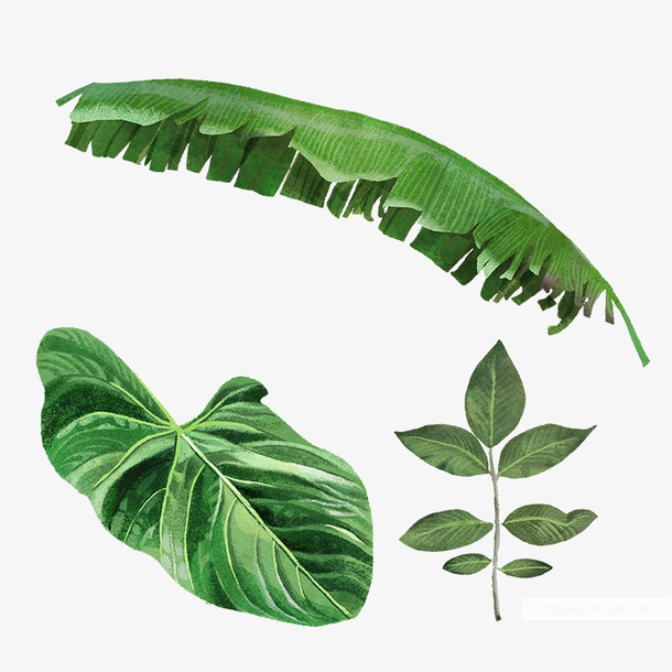 绿叶芭蕉叶元素免抠