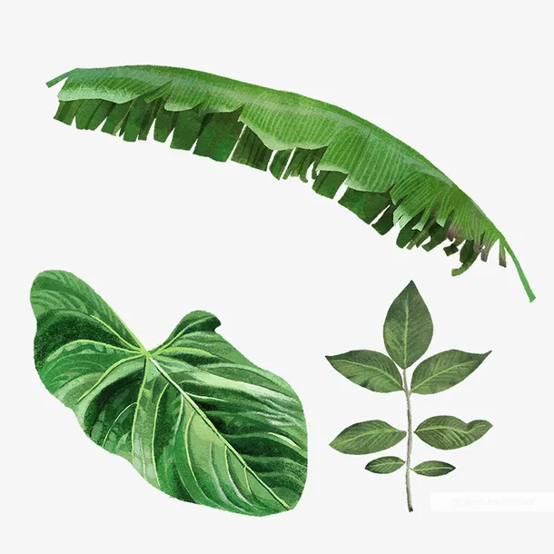 绿叶芭蕉叶元素免抠