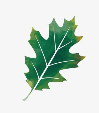 春天绿叶PNG下载免抠