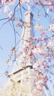 唯美日本樱花摄影图免抠 唯美日本樱花摄影图免抠