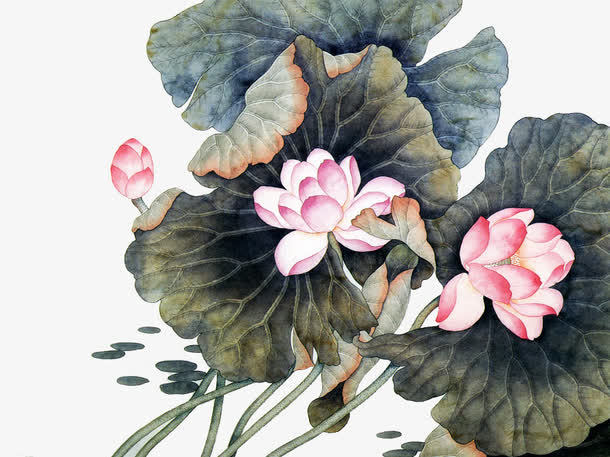 荷花免抠