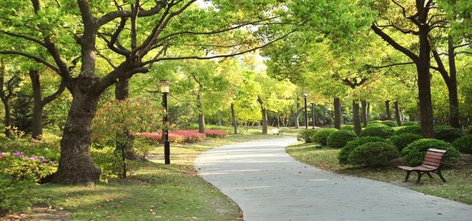 公园绿树林高清摄影风景背景