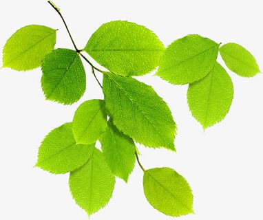 夏日海报活动植物树叶绿色免抠