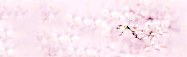 桃花唯美虚化背景banner