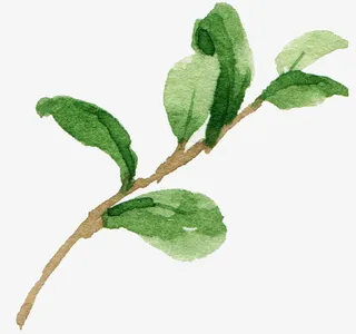 水彩卡通绿色树枝免抠