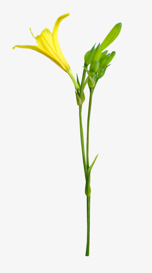 精美免抠png黄花逐帧动作素材免抠