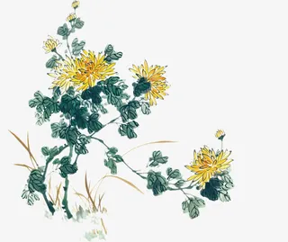 国画菊花免抠
