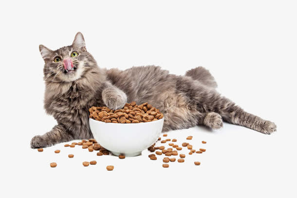 猫与猫粮免抠