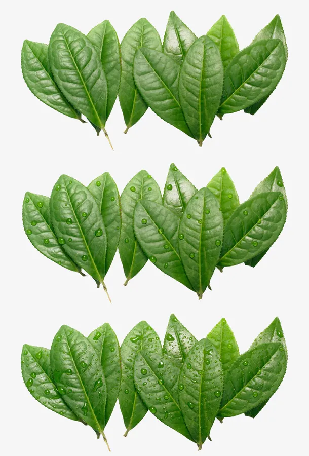 水珠树叶免抠