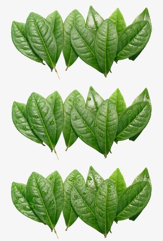 水珠树叶免抠