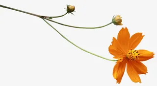 免扣小黄花花朵元素免抠