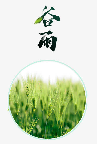 谷雨艺术字免抠