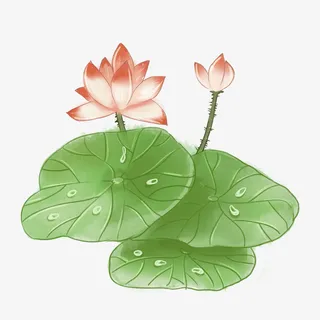 荷花手绘PNG素材免抠