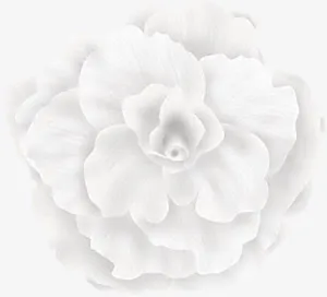白色 粉色 大花朵png素材免抠