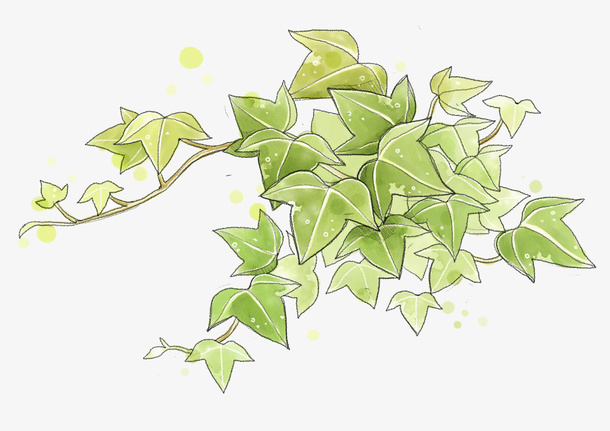 手绘绿色爬山虎免抠
