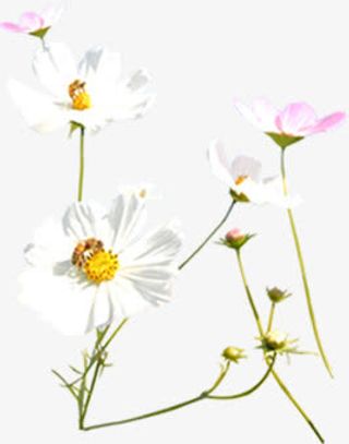 白色粉色鲜花主页装修免抠
