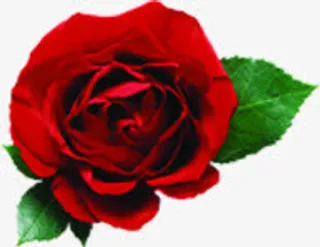 七夕爱情的玫瑰花免抠