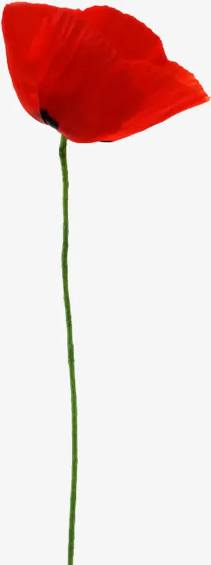 一朵红色花朵花瓣免抠