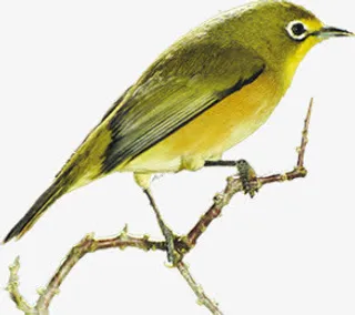 黄色清新春天小鸟免抠