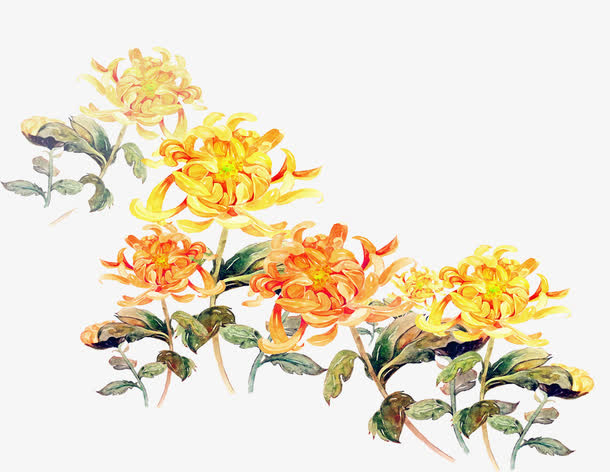 卡通手绘菊花装饰图案免抠手绘/卡通卡通元素