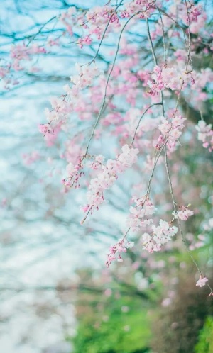 春天的粉色樱花海报背景免抠背景摄影风景元素
