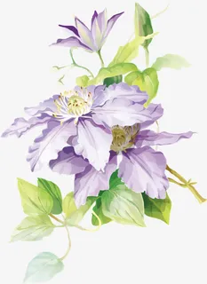 盛开的花朵免抠 盛开的花朵免抠