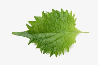 一片薄荷叶免抠