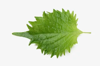 一片薄荷叶免抠