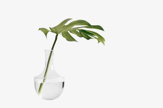 绿色梧桐叶免抠