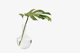 绿色梧桐叶免抠